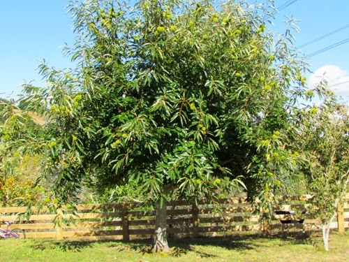 chestnuts1