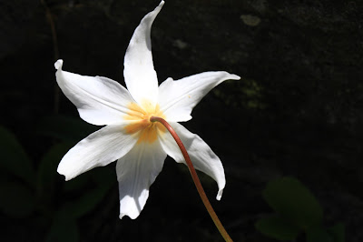 We think these to be all Erythronium montanum (glacier lily), but there was a lot of variation.