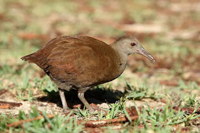 Lord Howe Woodhen