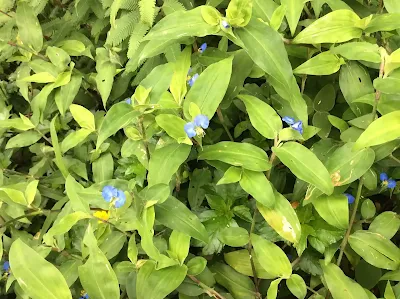 Mataliz - Commelina erecta