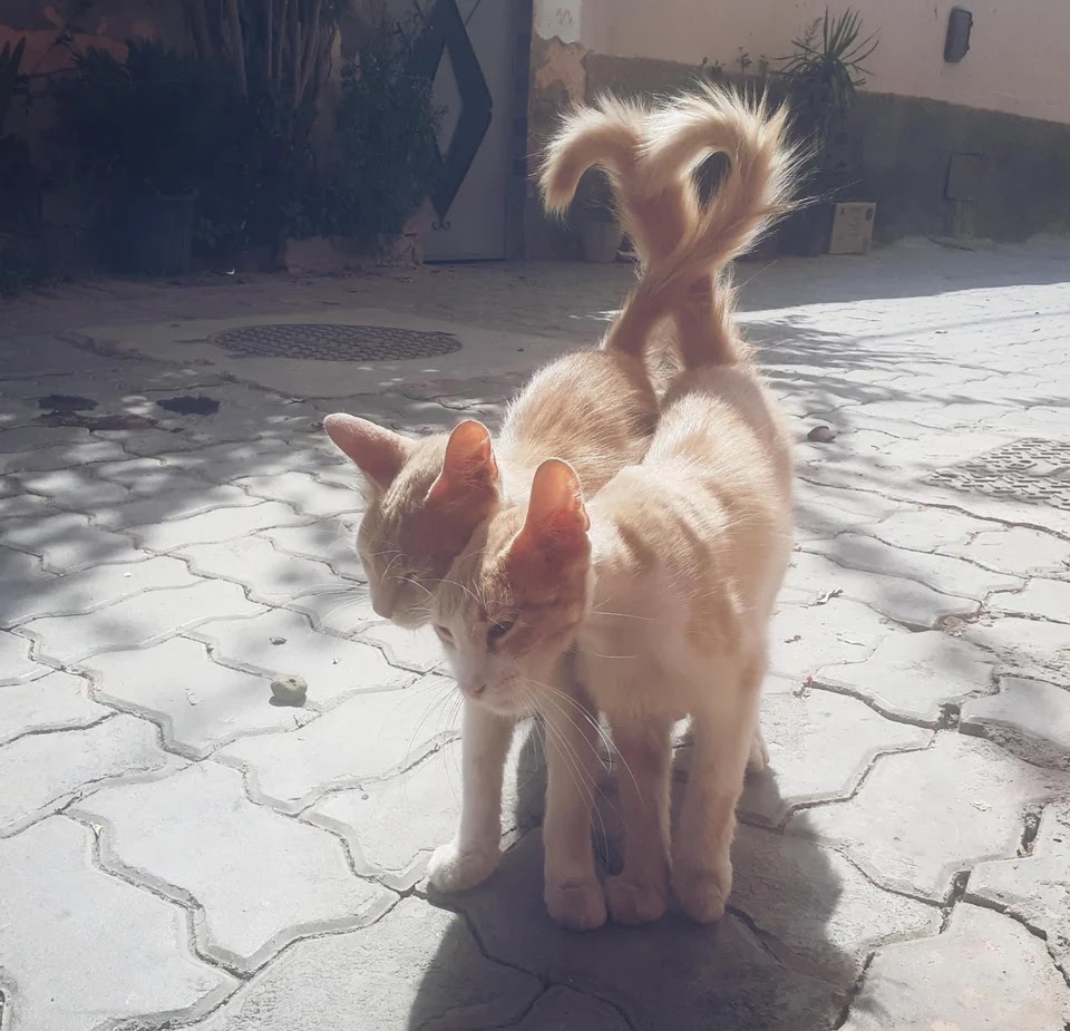 Twin Stray Cats