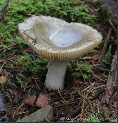15-russula
