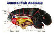 Aquarium Answers, Fish anatomy, fin identification