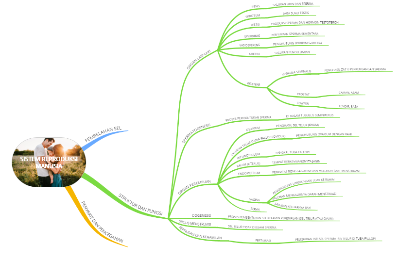 Mind Map Sistem Reproduksi Pada Manusia