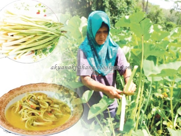 INFO KELADI KEMAHANG CARA MEMASAK DAN PANTANG LARANGAN