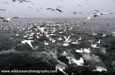 Bass Rock Gannets