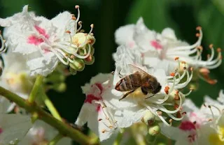 How the chestnut honey plant blooms photo