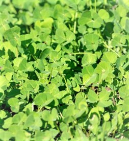 Fenugreek leaves have been found to have blood sugar-lowering effects.