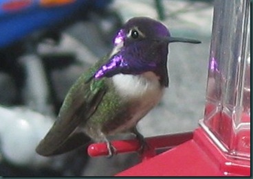 hummer