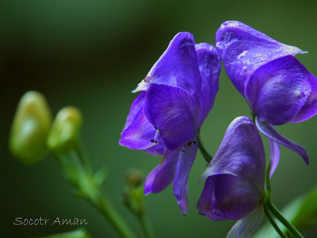 Aconitum japonicum