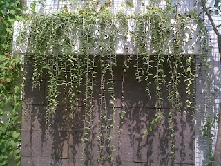 jual lee kwan yew jenis tanaman menjuntai,yang memiliki dahan menjuntai,yang bisa menghiasi dinding rumah,jendela,pelapon,dak,selain menghiasi rumah,