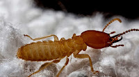 Termite pictures_Isoptera