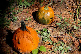 colorful pumpkin attract late season bees