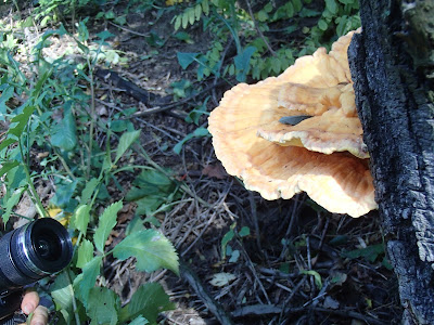 grzyby 2016, grzyby w październiku, grzyby przy drodze, grzyby wypatrzone z samochodu, Gymnopilus junonius łysak wspaniały, Laetiporus sulphureus żółciak siarkowy, twardziak tygrysi  Lentinus tigrinus