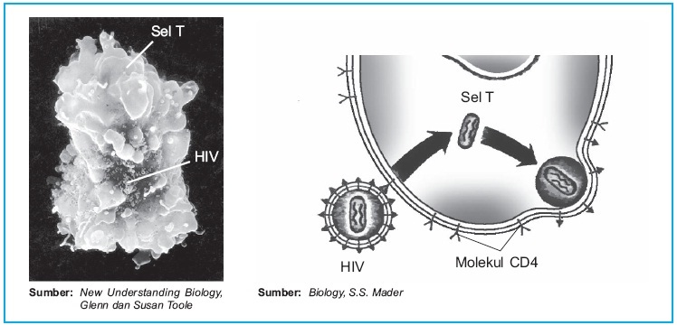 Penyakit HIV  AIDS  Pengertian Penyebab Penularan Pencegahan