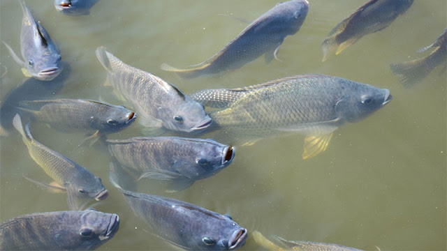 Manfaat ikan Nila