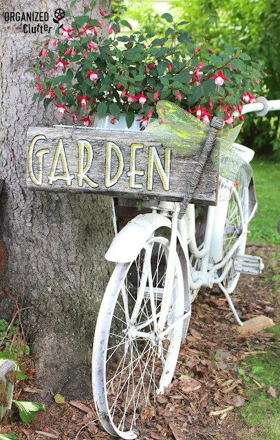 Photo of a junk garden bike planted with fuchsias.