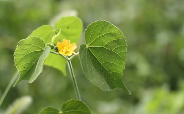 Indian Mallow Flowers