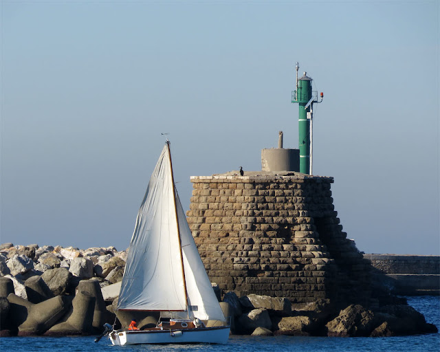 Sailboat and cormorant, Vegliaia breakwater, Livorno