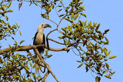 Cálao cresta blanca Berenicornis comatus