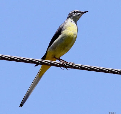 "A Grey Wagtail (Motacilla cinerea) perches on a cable above a running stream,scratchin itself and displaying its unique grey plumage and graceful posture."