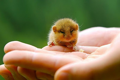 Tiny Adorable Animal Seen On www.coolpicturegallery.us