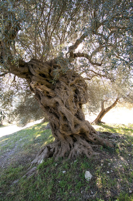 Azienda Tutto tonda