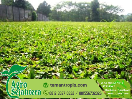 Jual Rumput Gajah Mini Jakarta Utara 