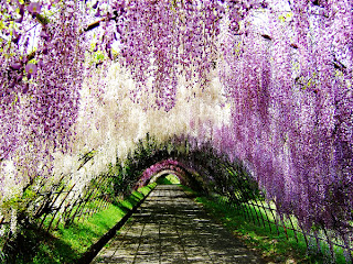 Wisteria Tunnel