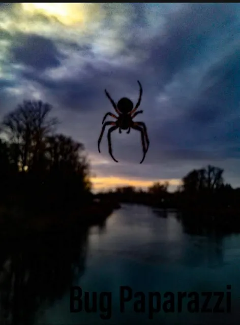 Original shot of six-legged creepy crawly in web overtop Willamette River facing west on Ferry Street Bridge in Eugene Oregon