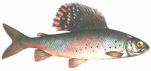 Рыба – хариус (Thymallus fhymallus)
