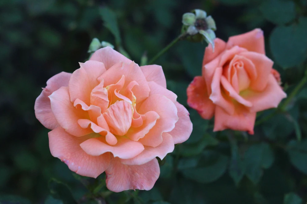 Pink roses in Regent's Park, London - lifestyle blog