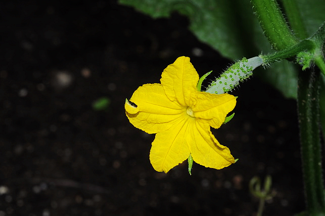 天天都好菜 一定可以豐收的蔬菜 一 胡瓜