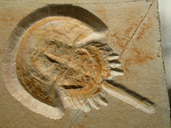 Horseshoe crab fossil