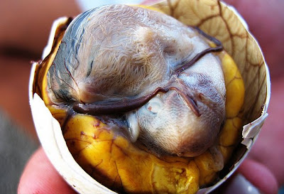 Balut (Camboddia, Philippine)