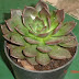 Khasiat Tanaman Cocor Bebek (Kalanchoe Pinnata Pers)