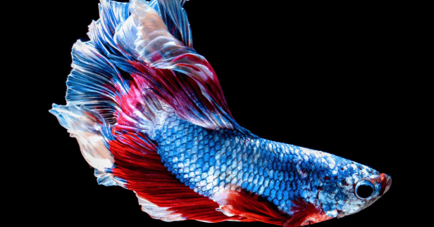 8 Jenis Ikan Cupang Beserta Harga dan Cara Merawatnya 