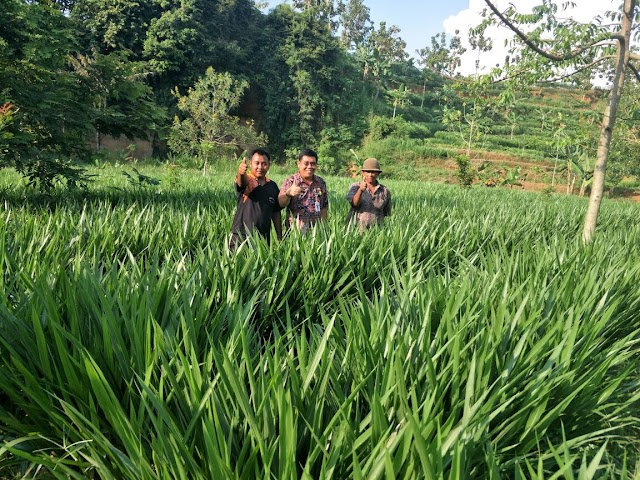 'Mall Rumput', Catatan Perjalanan Ign. Hariyanta Nugraha 