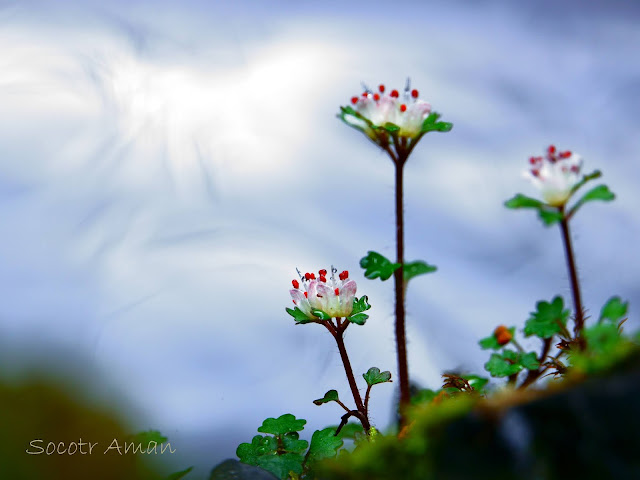 Chrysosplenium album