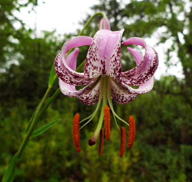 Лилия ланконгская / Лилия Нины (Lilium lankongense, =Lilium ninae)