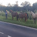  UEAR secuestró nueve caballos, dos transportados  en un tráiler y otros siete sueltos en la Ruta 81 