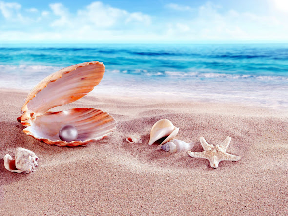 besplatne pozadine za desktop 1024x768 free download priroda morska zvijezda morske školjke plaža more pijesak ljeto