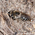 Ground-Nesting Bee Profile ~ Unequal Cellophane Bee, Colletes
inaequalis