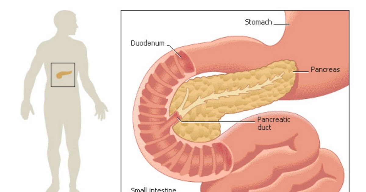 FUNGSI ORGAN DAN PENYAKIT YANG TERKAIT