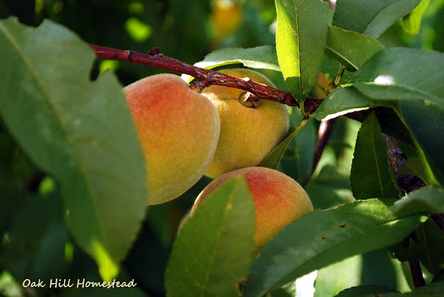 Peaches growing on a tree