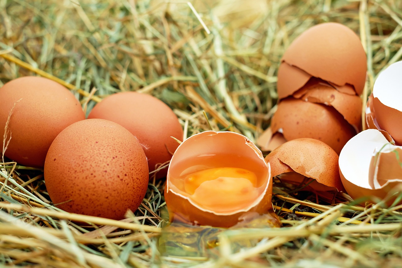 Cáscaras de huevos en plantas