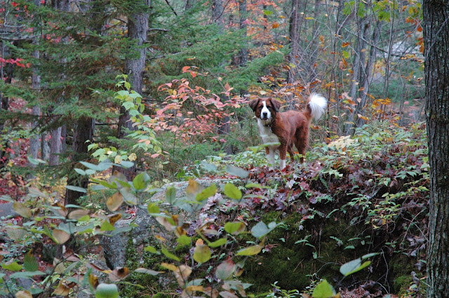 Keira's Provincial Park dog tours: High Falls, Algonquin Park, Ontario Canada