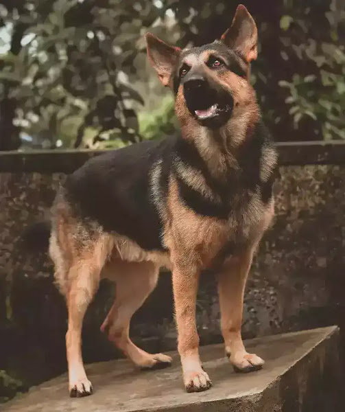 German Shepherd | Top 10 Cutest Large Dog Breeds