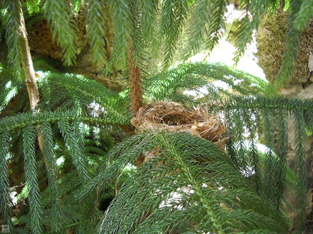DSCN8738_2