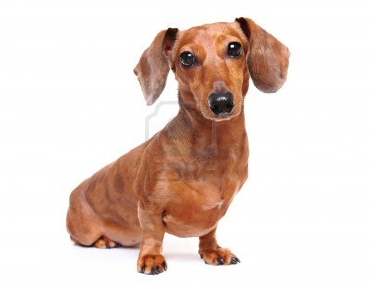 45+ Cutest Miniature Dachshund Dogs - Golfian.com